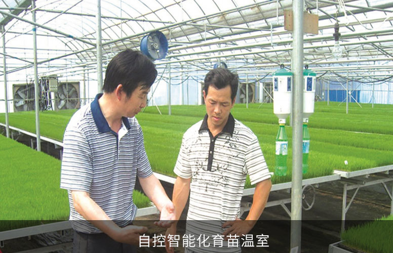 大米價格：大米生蟲的原因是什么？